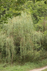 Salix