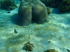 Chaetodon ornatissimus