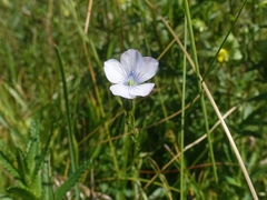 Linum bienne
