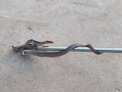 Coelognathus radiatus