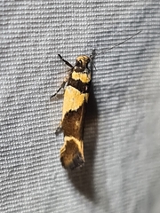 Macrobathra chrysotoxa