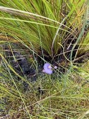 Utricularia paulineae
