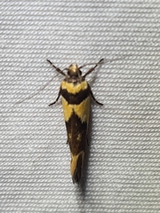 Macrobathra chrysotoxa