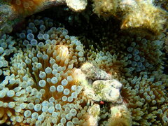 Entacmaea quadricolor