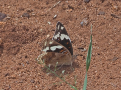 Junonia oenone oenone