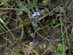 Myosotis ramosissima