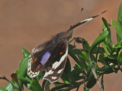 Junonia oenone oenone