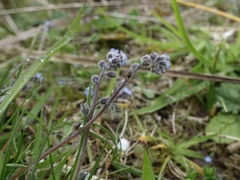 Myosotis ramosissima