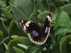 Junonia oenone oenone