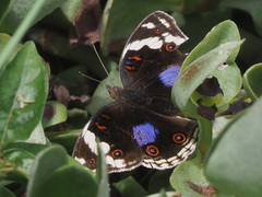Junonia oenone oenone