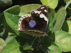 Junonia oenone oenone