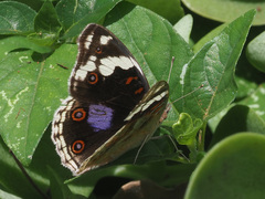 Junonia oenone oenone