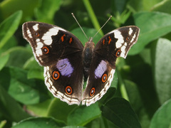 Junonia oenone oenone