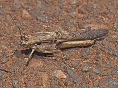 Morphacris fasciata