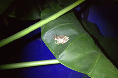 Kurixalus eiffingeri