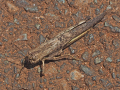 Morphacris fasciata