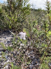 Conradina grandiflora