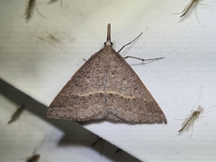 Epidesmia hypenaria