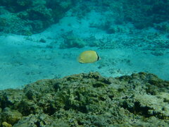 Chaetodon citrinellus