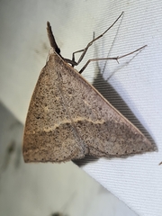 Epidesmia hypenaria