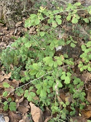 Rubus creticus