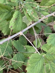 Rubus creticus