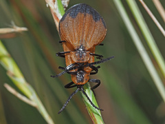 Lycus ampliatus