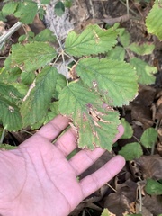 Rubus creticus