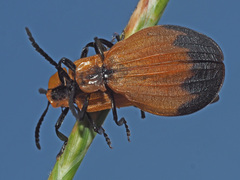 Lycus ampliatus