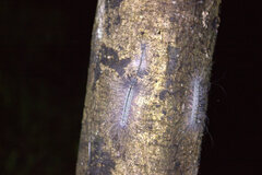 Chrysaeglia magnifica