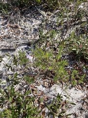 Conradina grandiflora