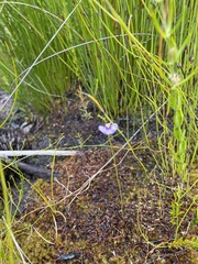 Utricularia paulineae