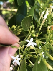 Jasminum didymum