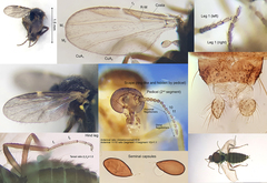 Forcipomyia bipunctata