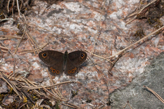 Lasiommata petropolitana