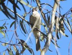 Philemon citreogularis