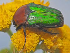 Leucocelis amethystina