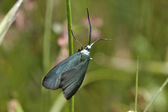 Pollanisus viridipulverulenta
