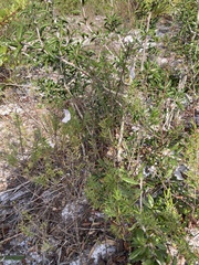 Conradina grandiflora