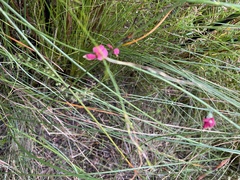 Sphaerolobium rostratum