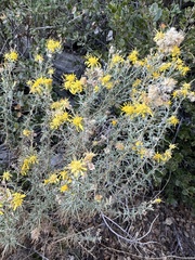 Ericameria pinifolia