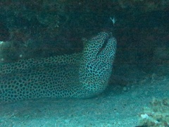 Gymnothorax favagineus