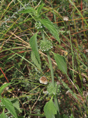 Leucas martinicensis