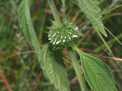 Leucas martinicensis