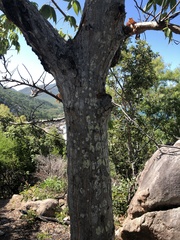 Cochlospermum gillivraei