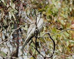 Philemon citreogularis