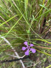 Tetratheca filiformis