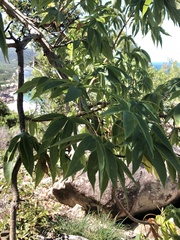 Cochlospermum gillivraei