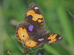 Junonia hierta cebrene