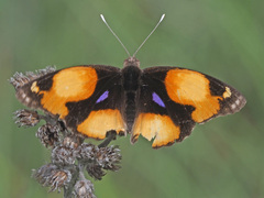 Junonia hierta cebrene